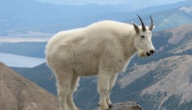 Dynamics of hunted and unhunted mountain goat Oreamnos americanus populations