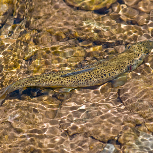 Evidence for small scale variation in the vertebrate brain: mating strategy and sex affect brain size and structure in wild brown trout (Salmo trutta)