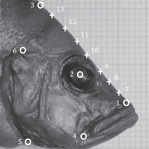 Phenotypic integration of brain size and head morphology in Lake Tanganyika cichlids